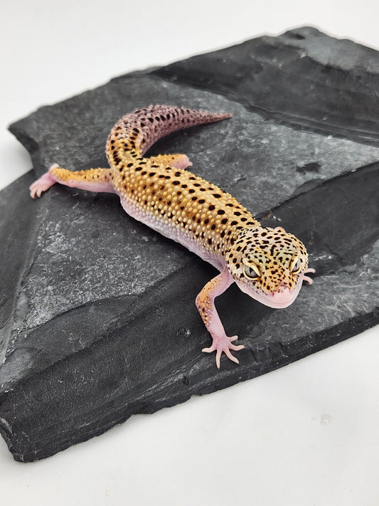 Leopard Gecko - Eclipse - Female