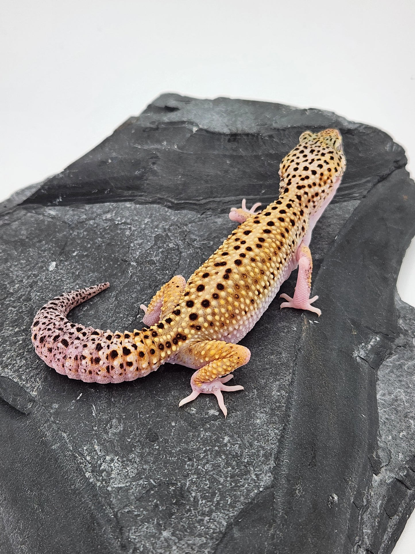 Leopard Gecko - Eclipse - Female