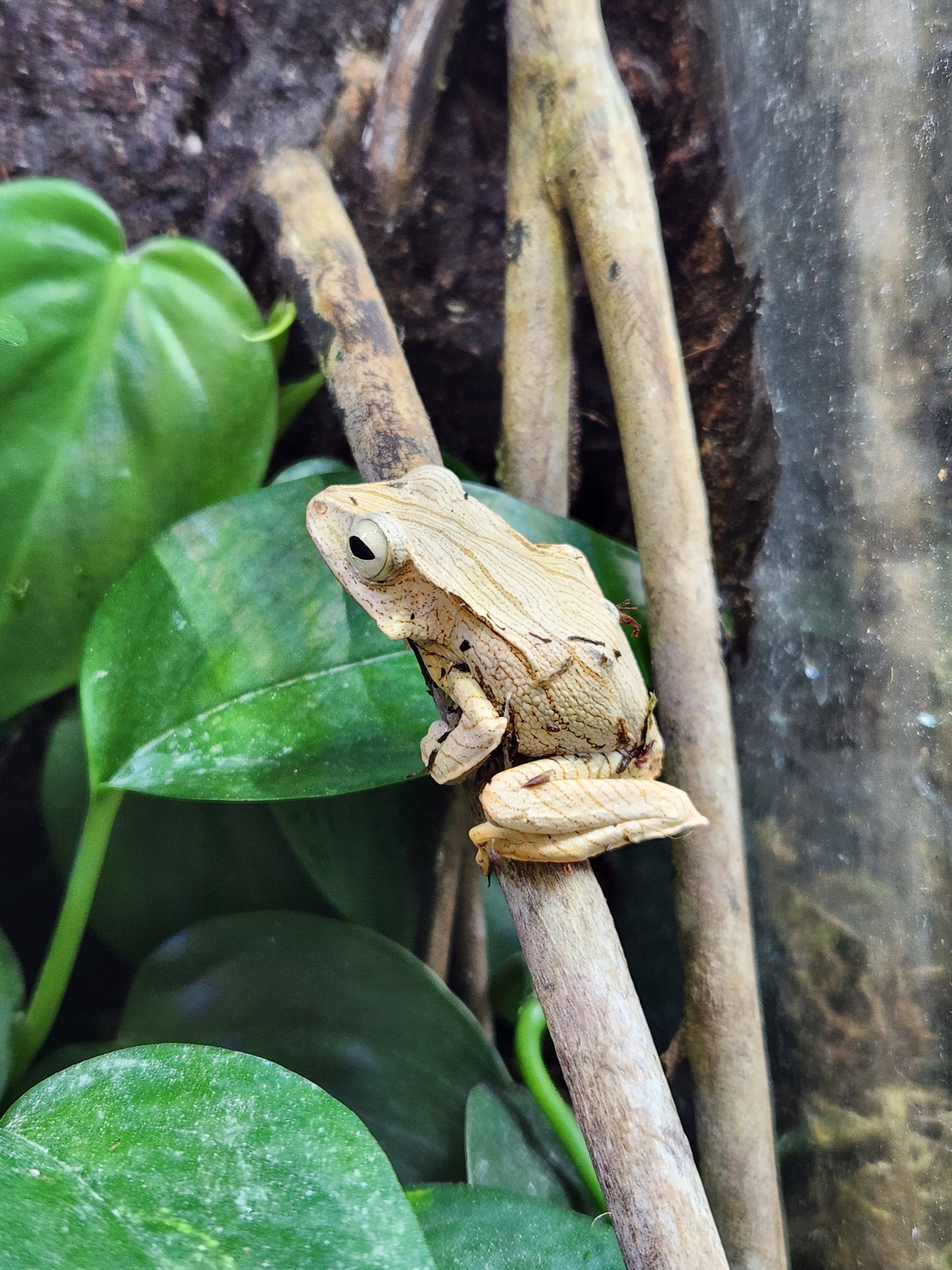 Amphibian - Borneo Eared Tree Frog - Polypedates otilophus