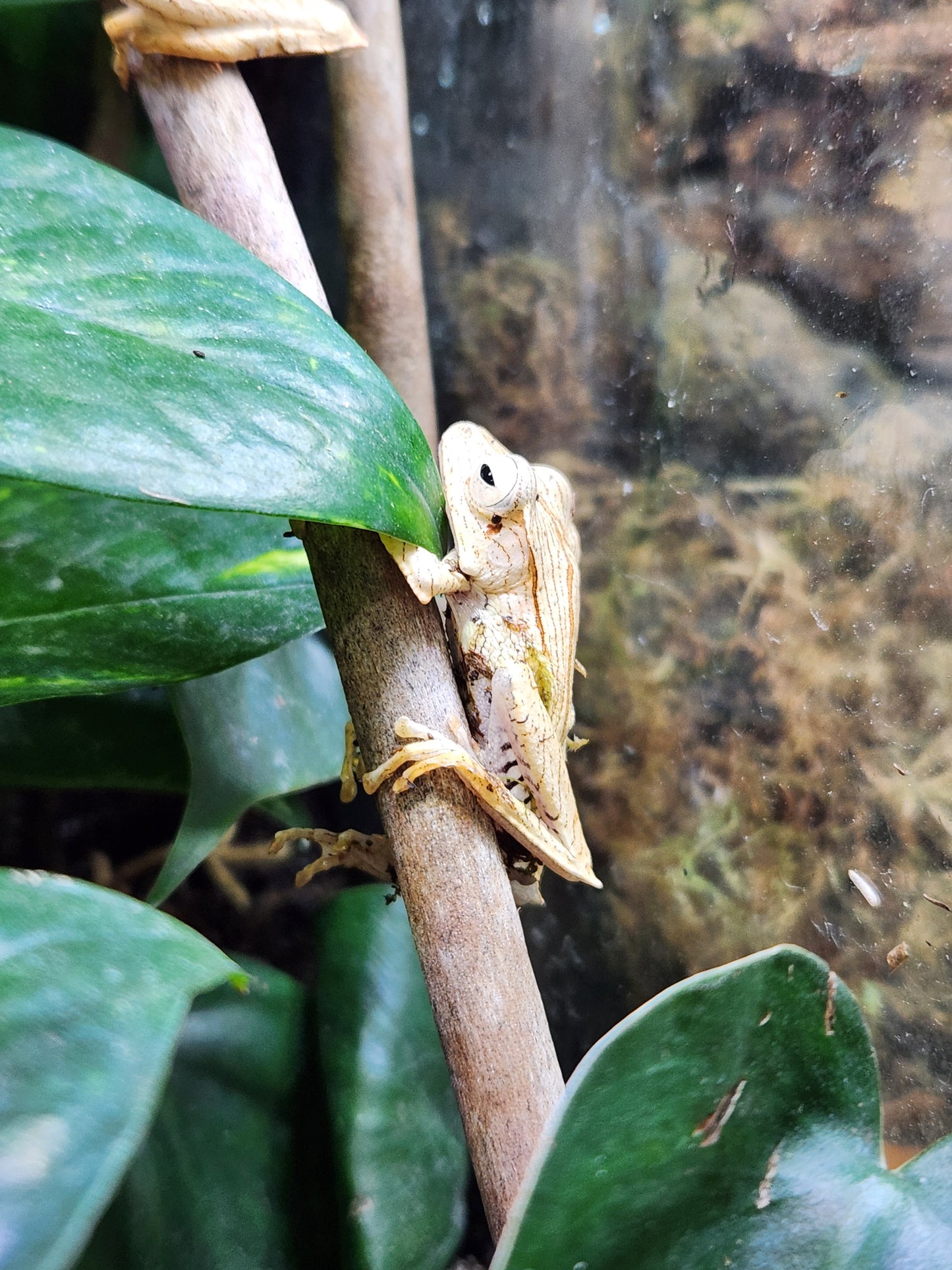 Amphibian - Borneo Eared Tree Frog - Polypedates otilophus
