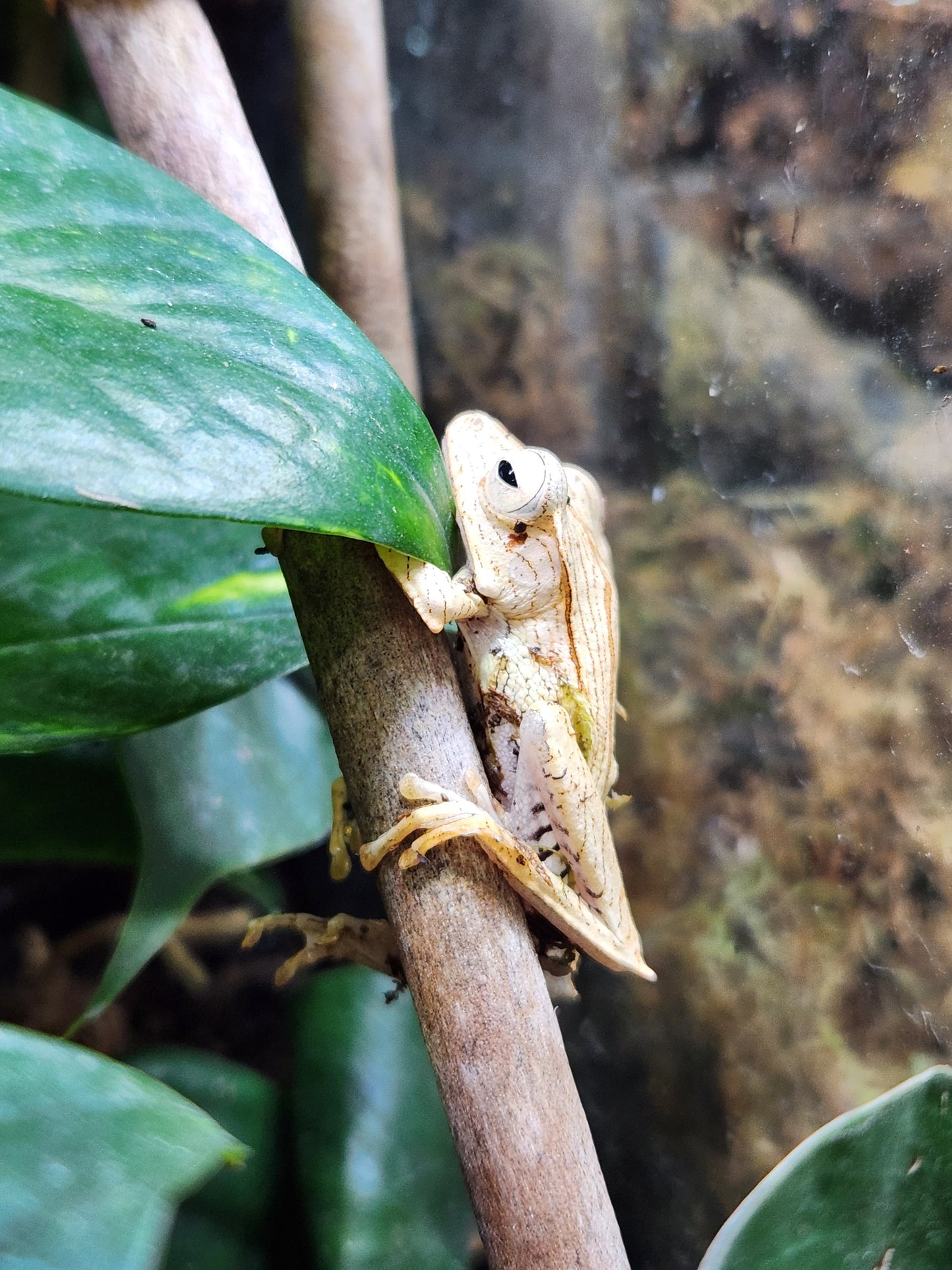 Amphibian - Borneo Eared Tree Frog - Polypedates otilophus