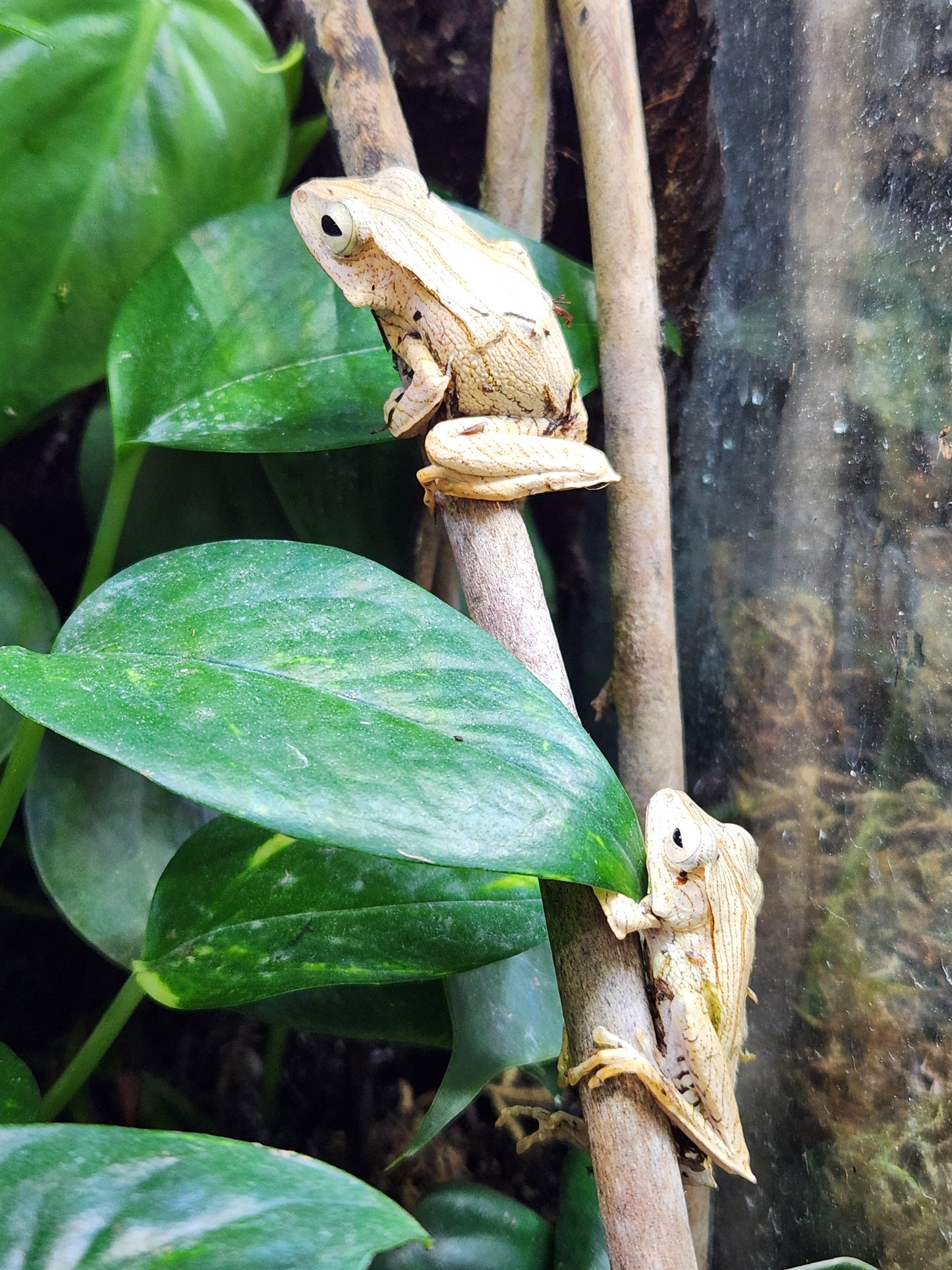 Amphibian - Borneo Eared Tree Frog - Polypedates otilophus