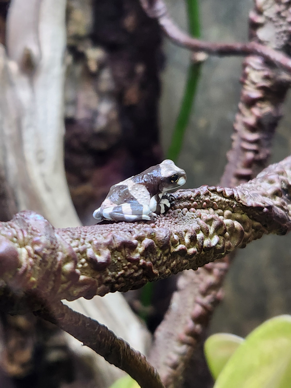 Amphibian - Amazon Milk Frog