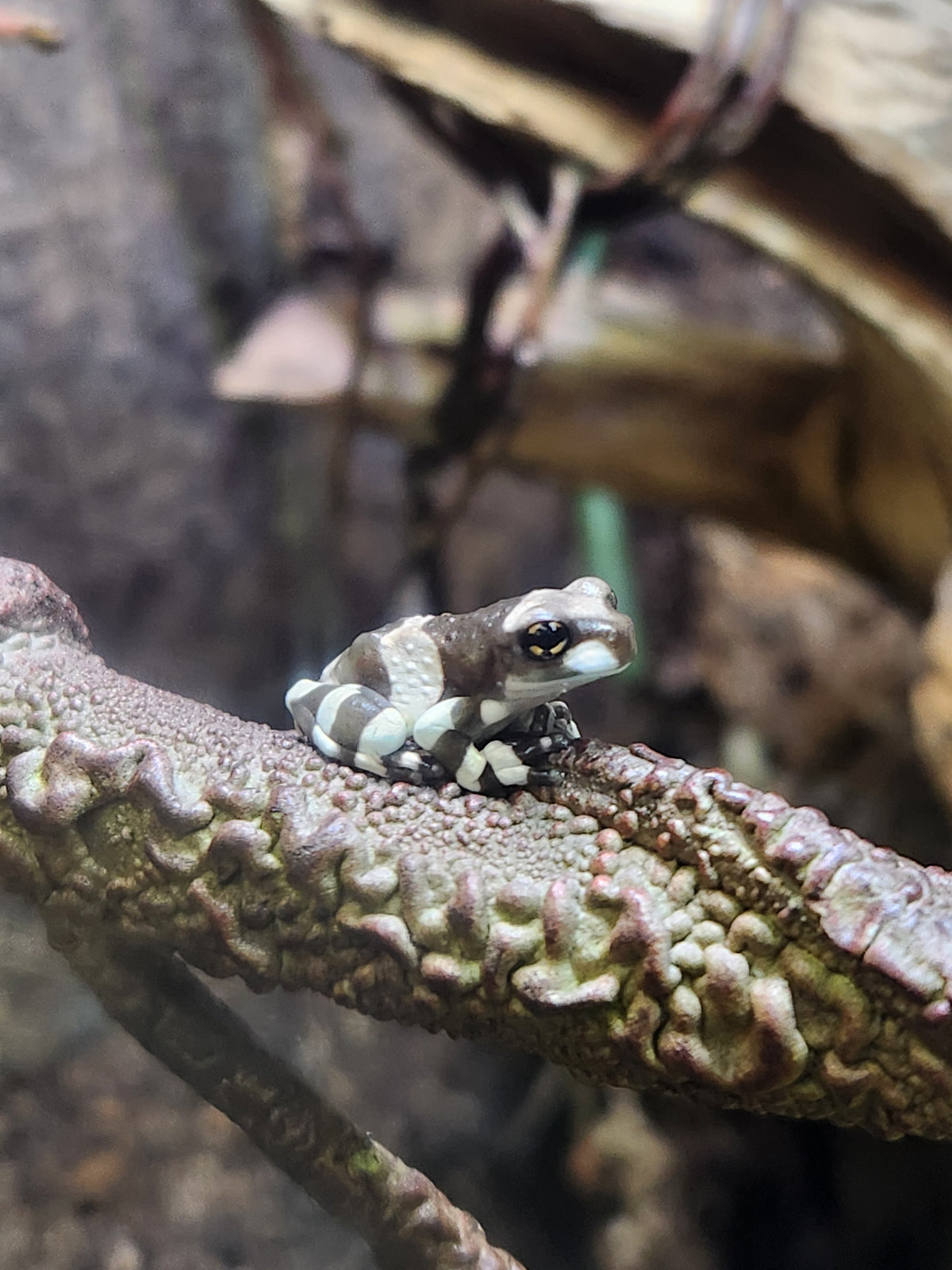 Amphibian - Amazon Milk Frog