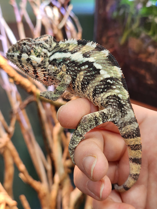 Other Reptiles - Panther Chameleon - Ambilobe x Cape Est - Male