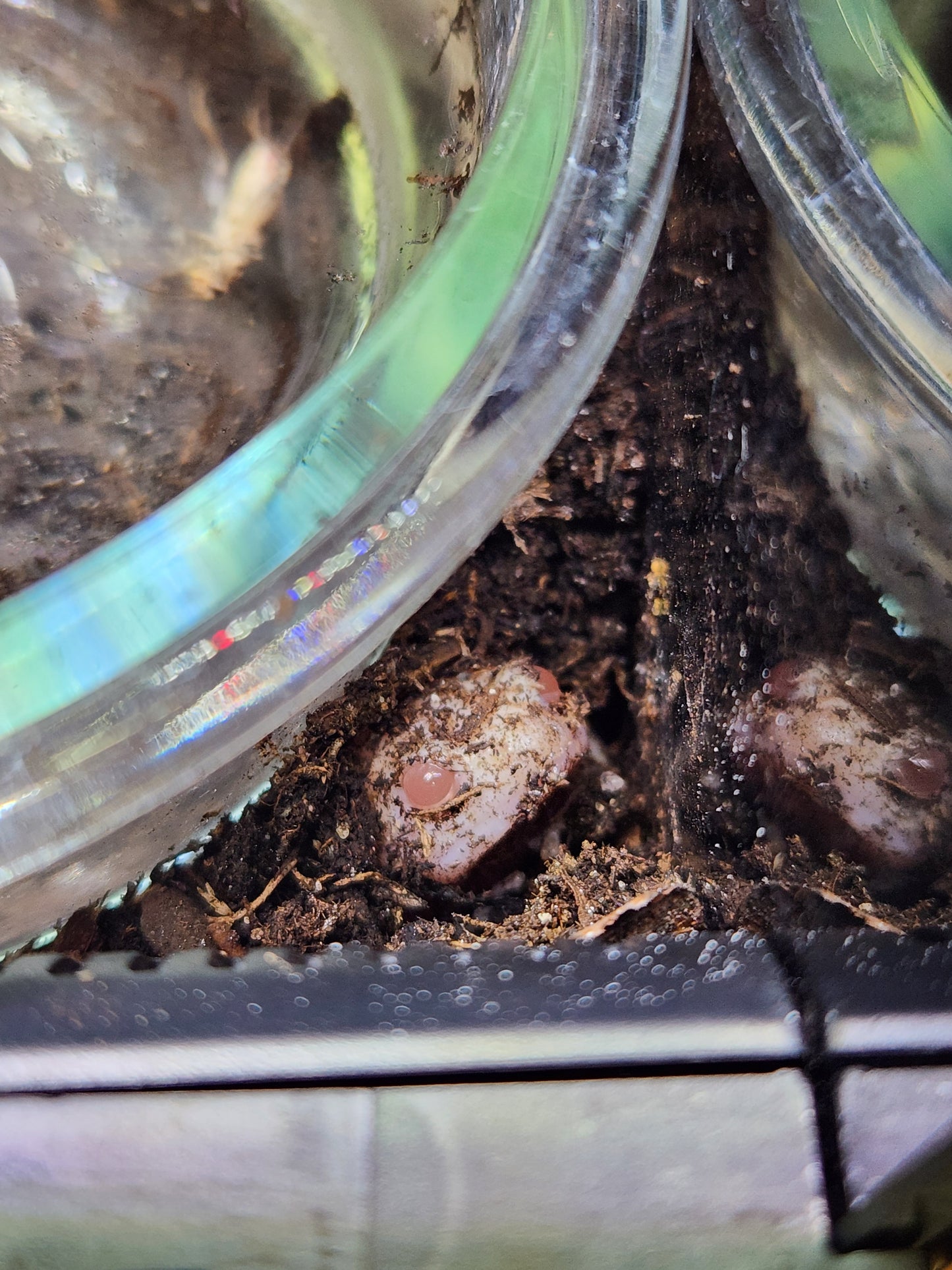 Amphibian - Malaysian Painted Frog Albino - Unsexed