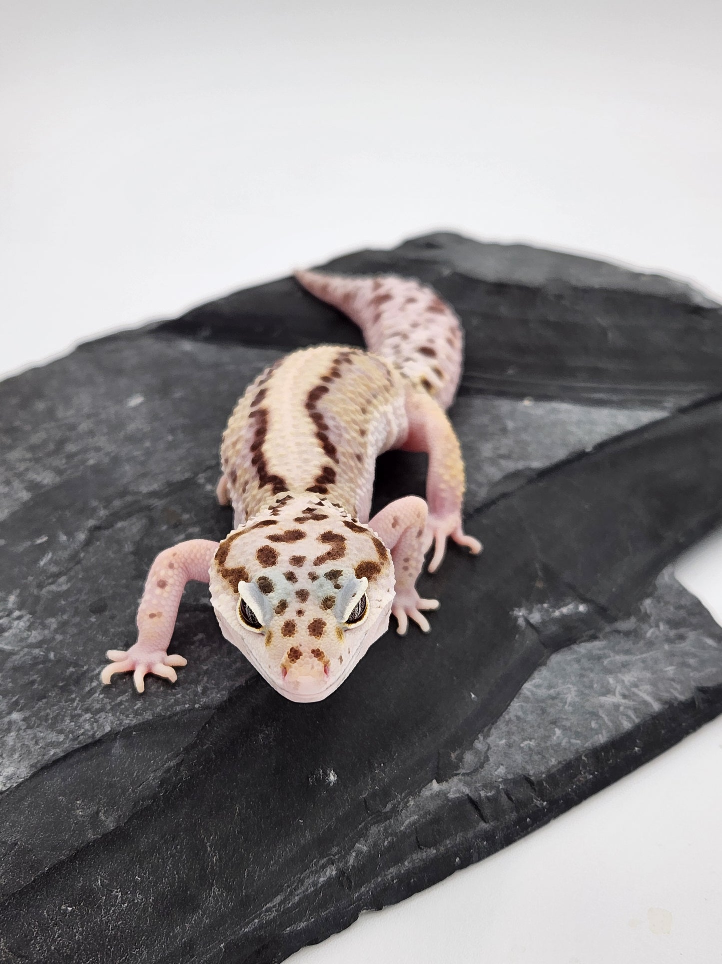 Leopard Gecko - Lavender Striped - Female