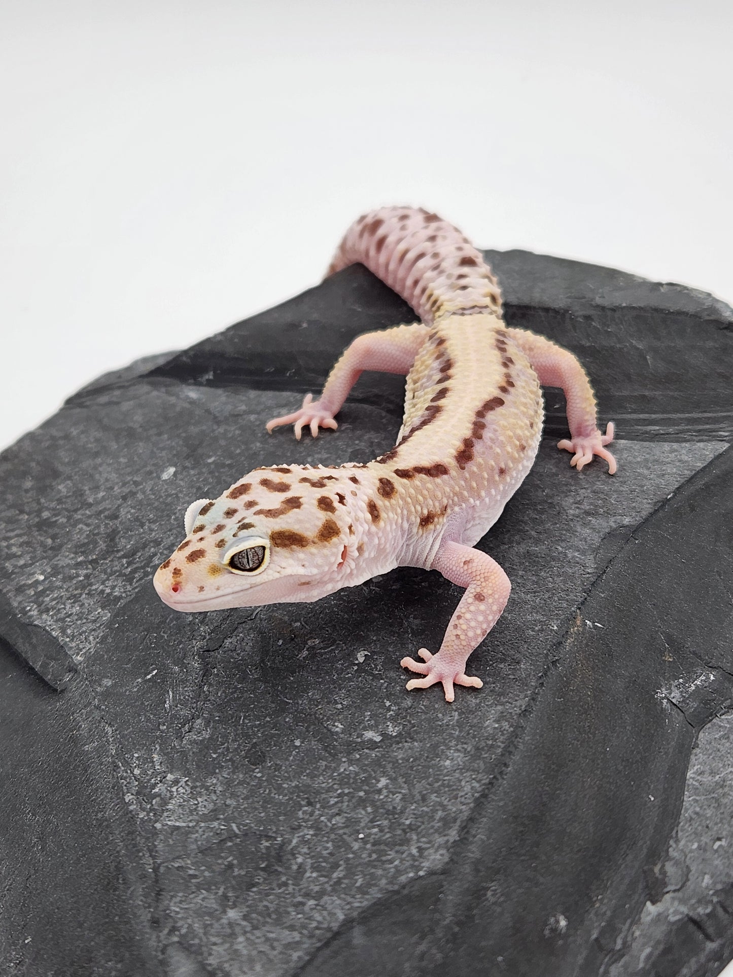 Leopard Gecko - Lavender Striped - Female