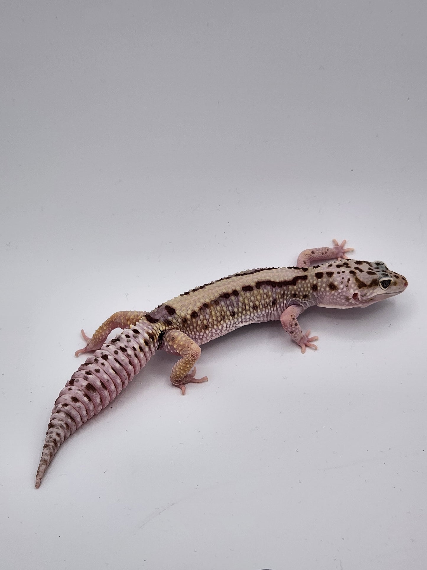 Leopard Gecko - Lavender Striped - Female