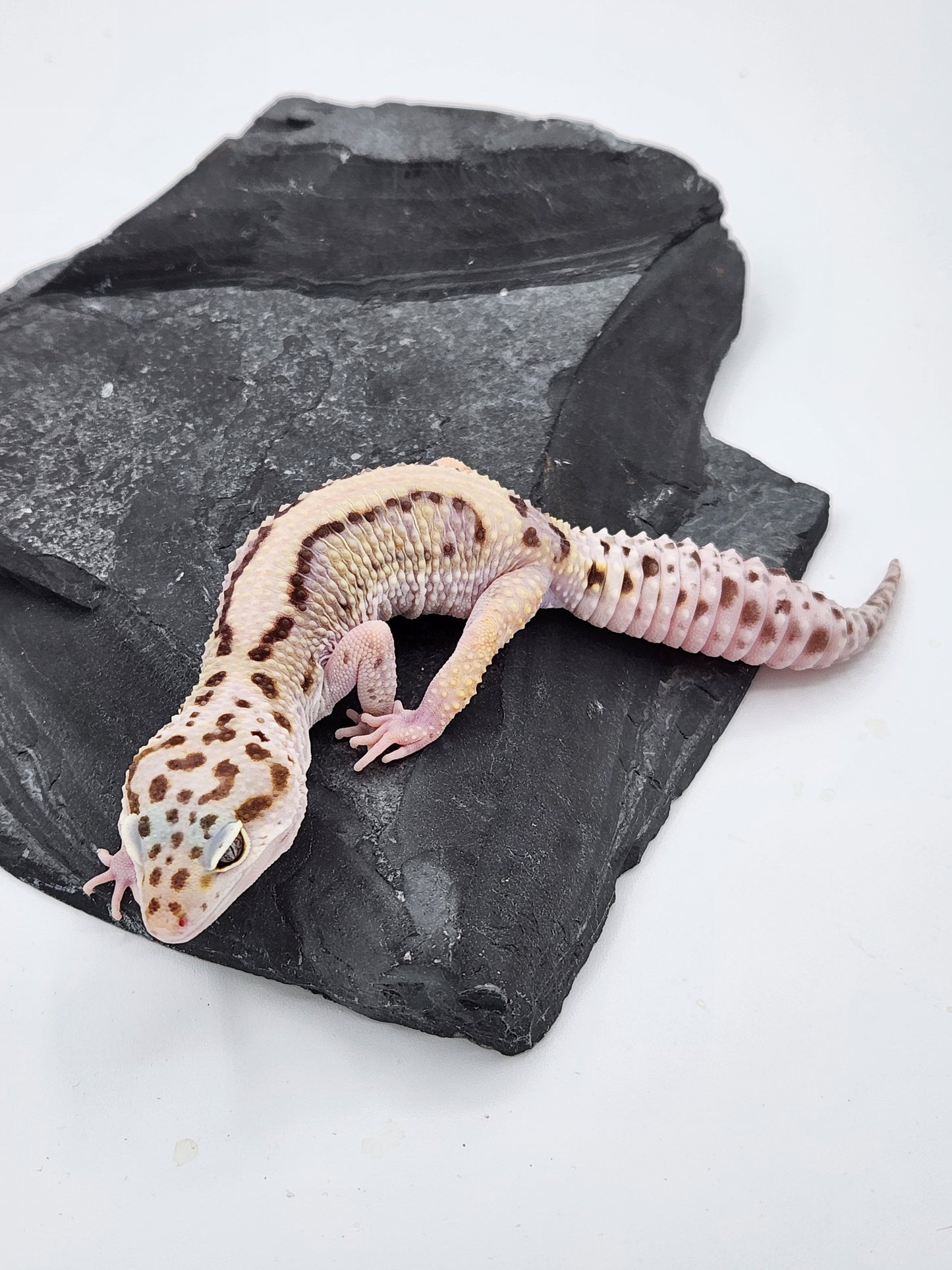Leopard Gecko - Lavender Striped - Female