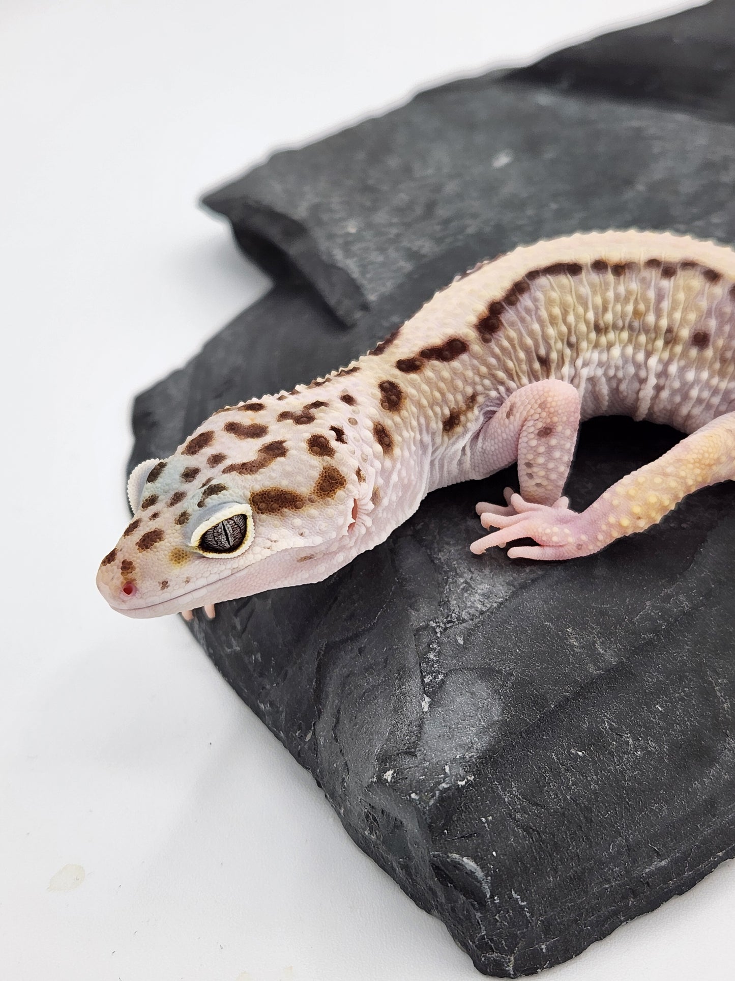 Leopard Gecko - Lavender Striped - Female