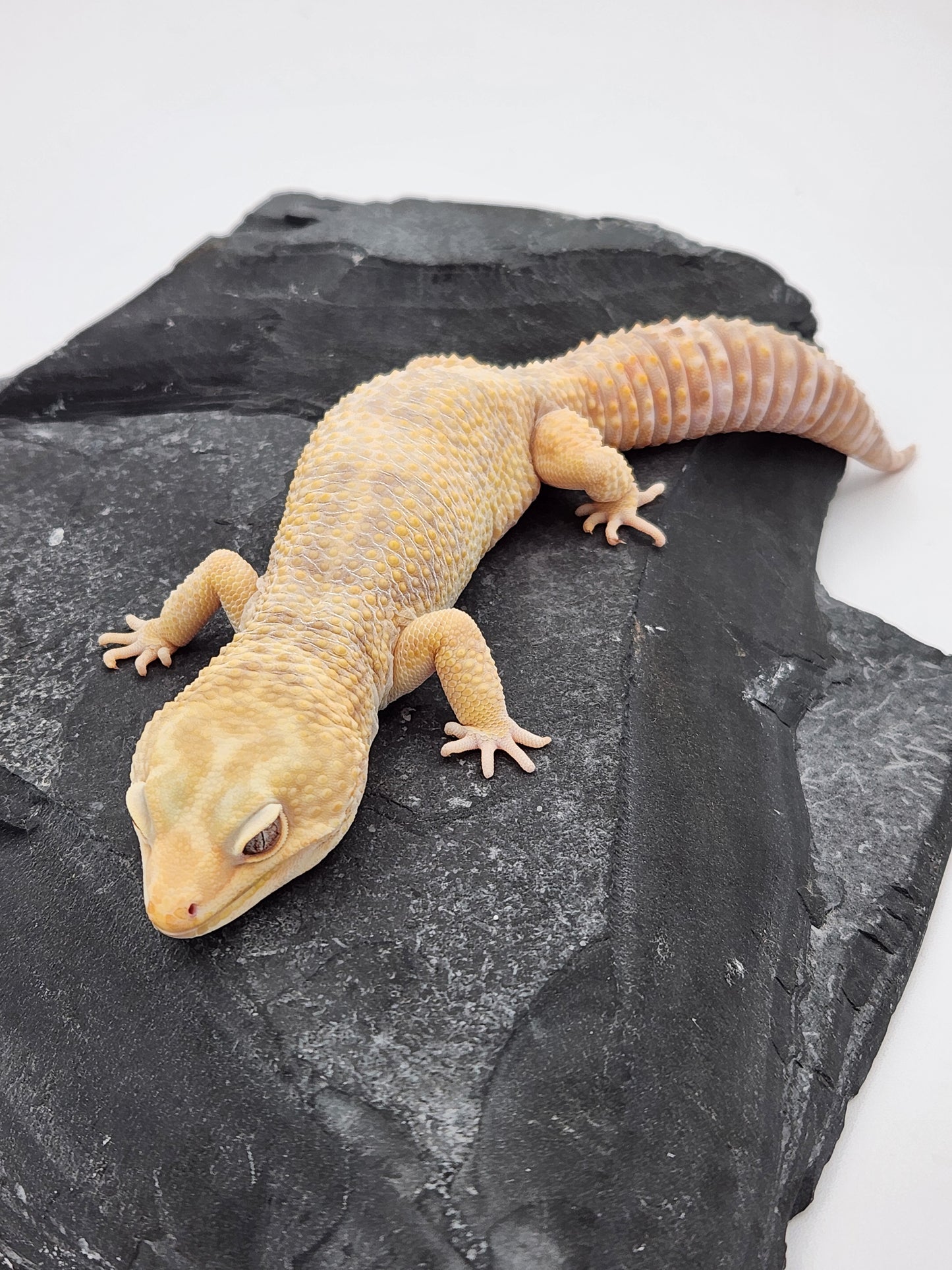 Leopard Gecko - SOLD - Firewater - Male
