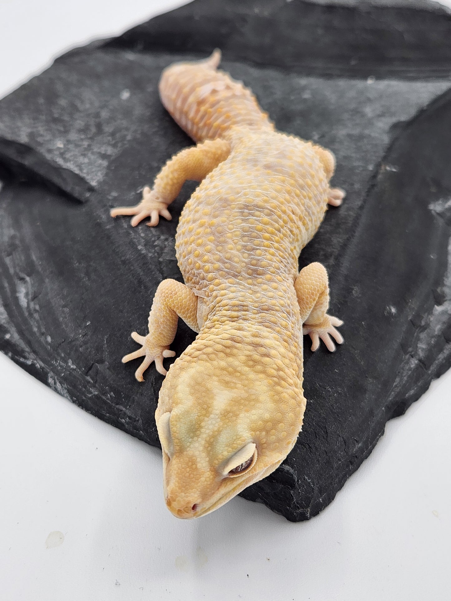 Leopard Gecko - SOLD - Firewater - Male