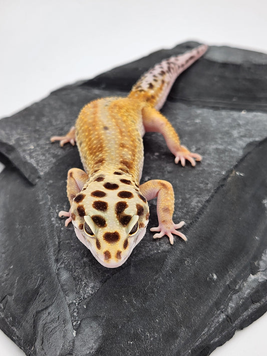 Leopard Gecko - Emerine - Female