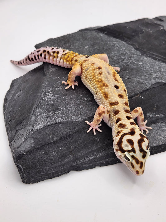 Leopard Gecko - Jungle Emerine - Female