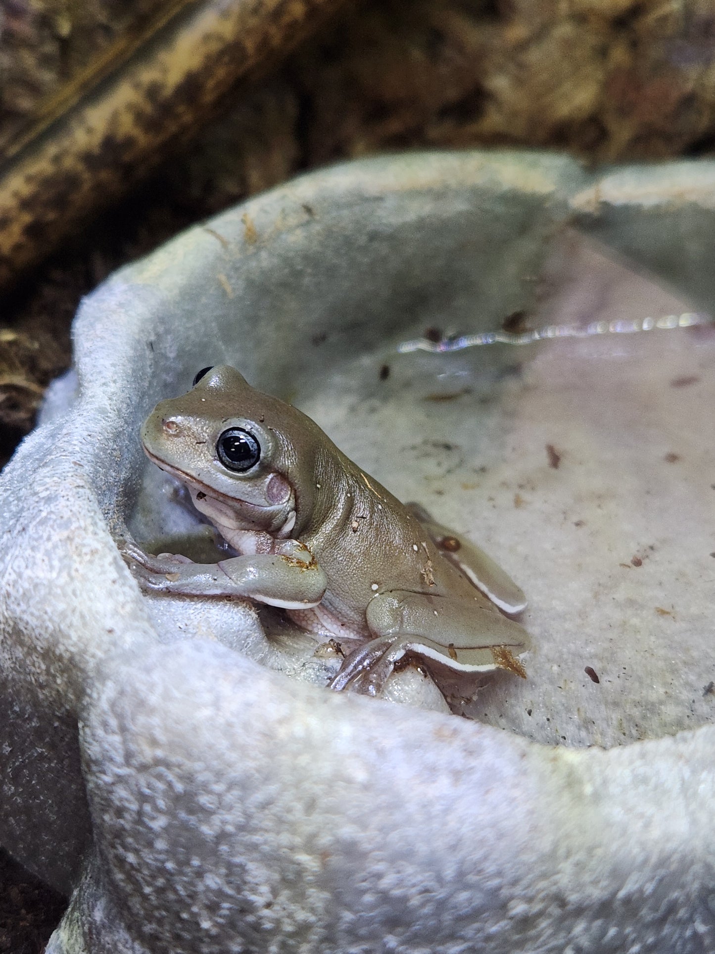 Amphibian - Whites Tree Frog - Blue Eye