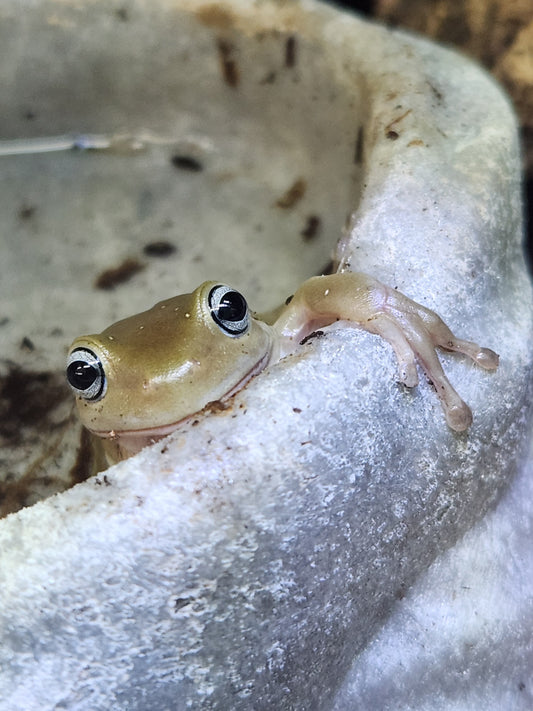 Amphibian - Whites Tree Frog - Blue Eye