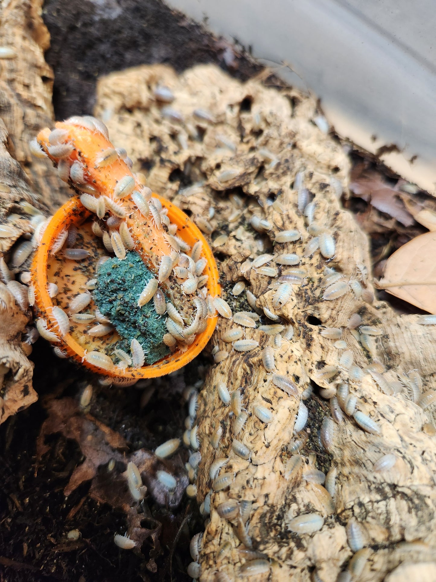 Isopods - Agabiformius lentus - "Persimmon" Dwarf - 20 count