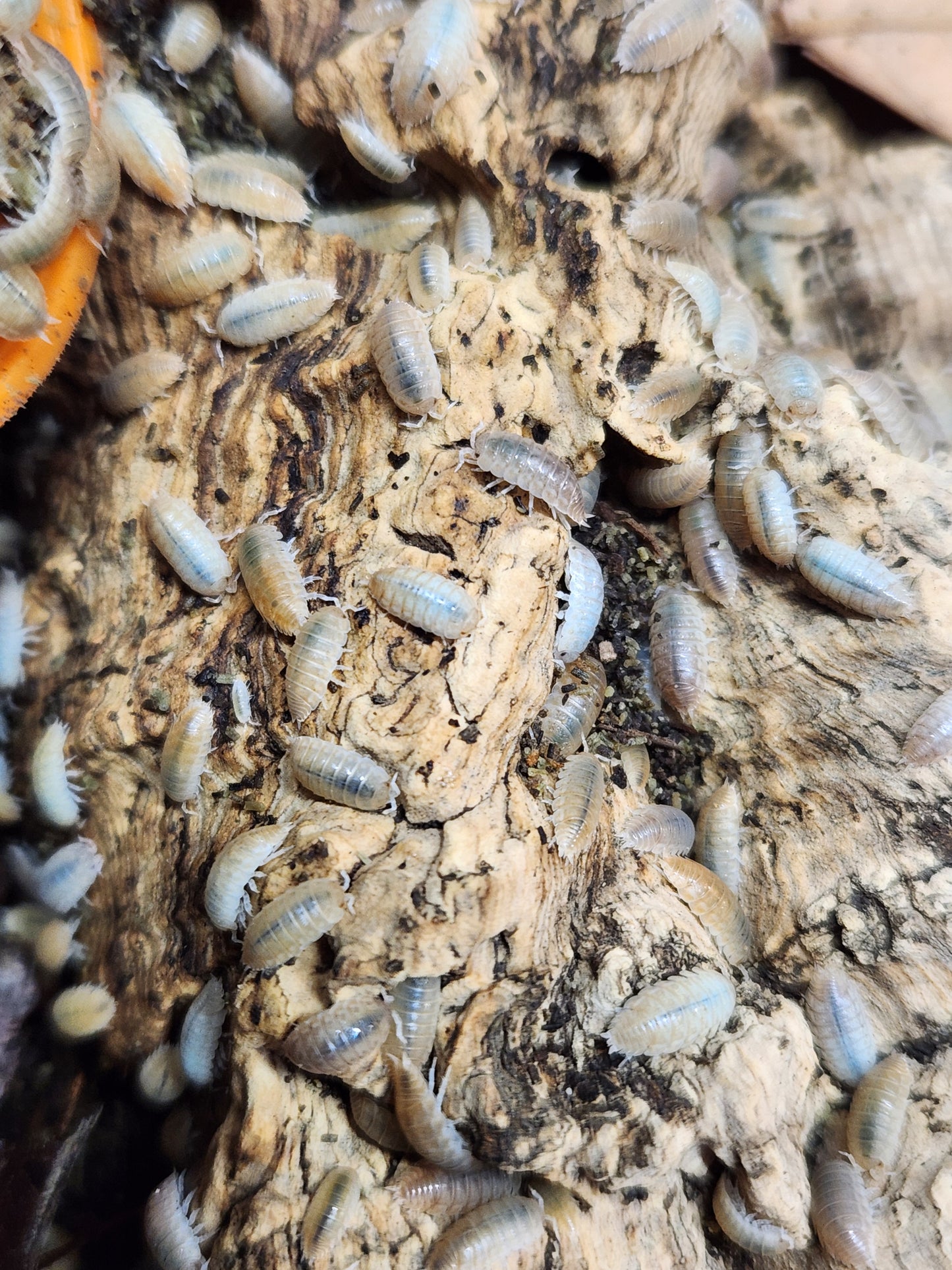 Isopods - Agabiformius lentus - "Persimmon" Dwarf - 20 count