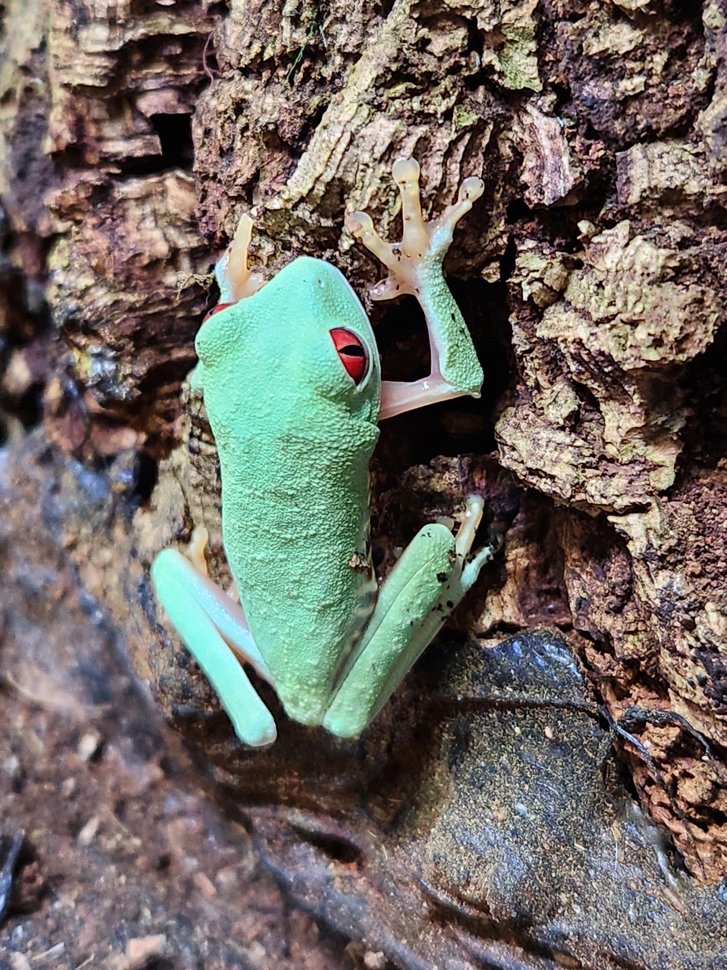 Amphibian - Panama Red Eye Tree Frog
