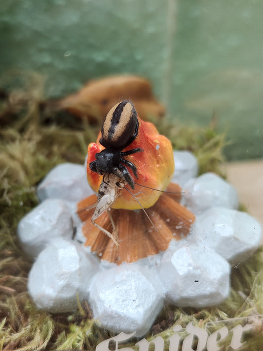 Invertebrates - Red Desert Jumping Spider - Unsexed