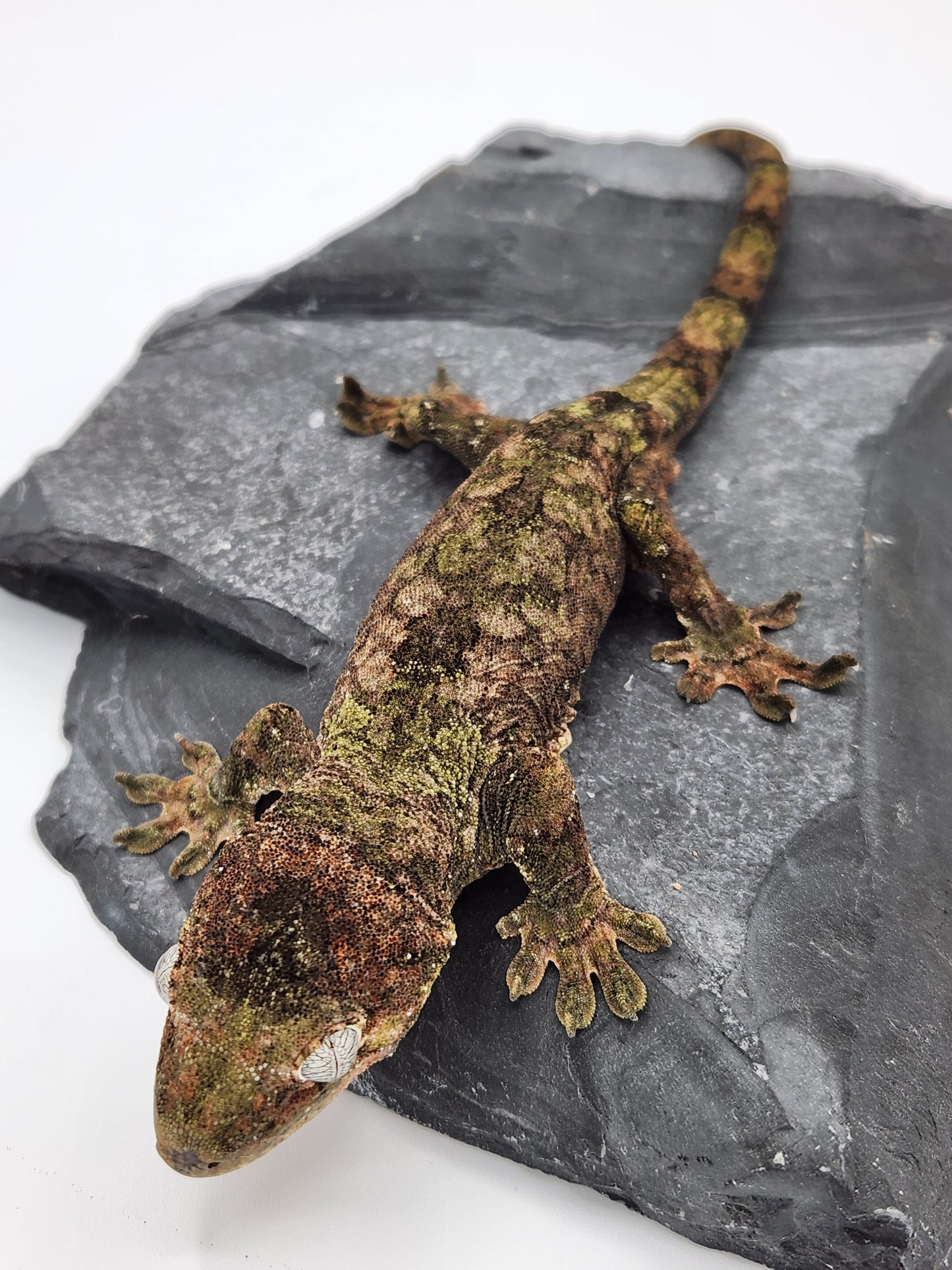 Gecko - Pine Island Chahoua - Kermit x Sophia - Male
