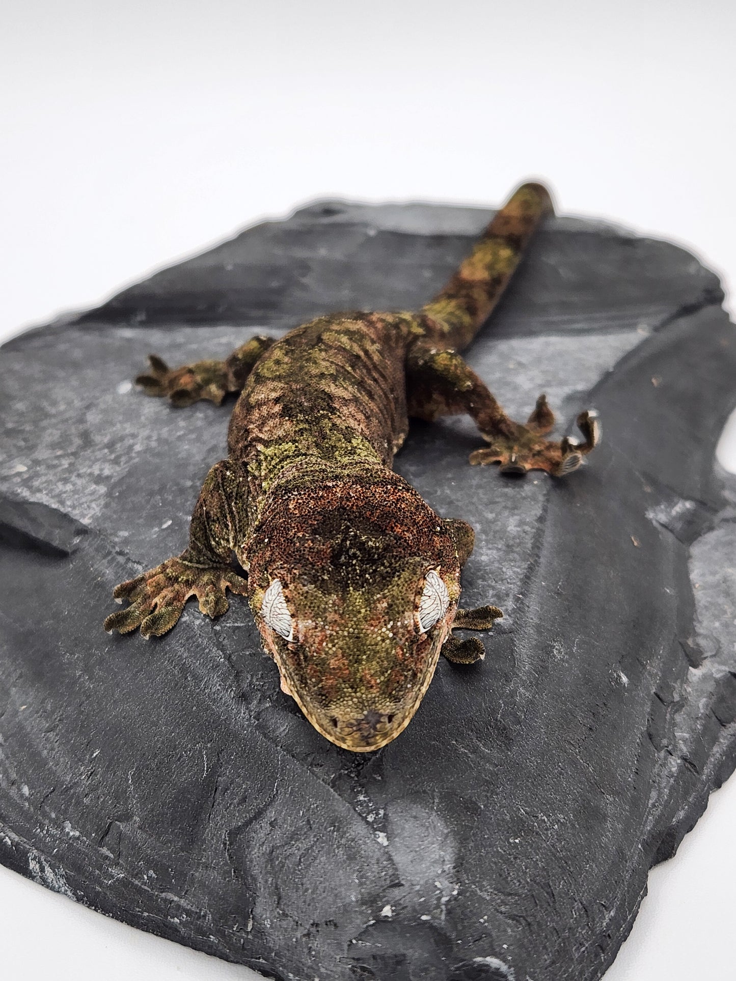 Gecko - Pine Island Chahoua - Kermit x Sophia - Male