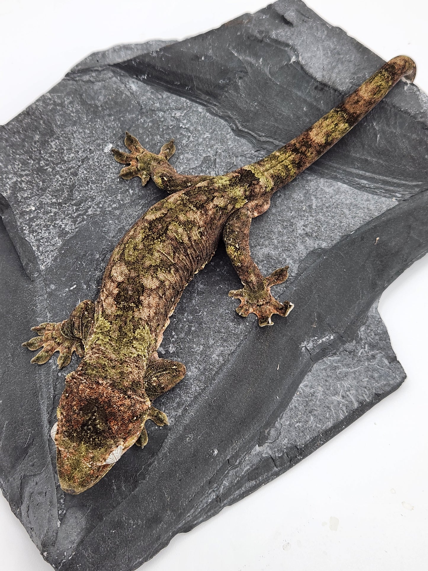 Gecko - Pine Island Chahoua - Kermit x Sophia - Male