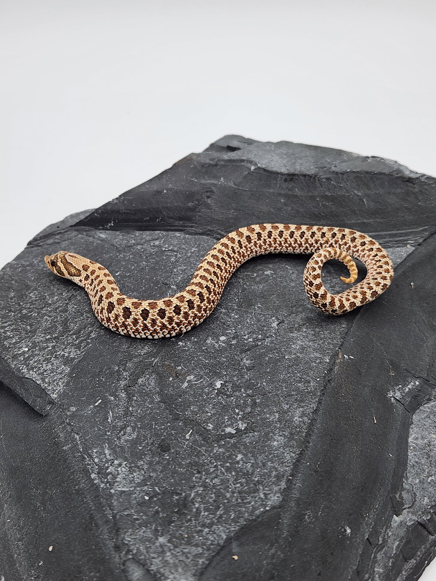 Snake - Hognose - Normal Het PPA 1 - Female