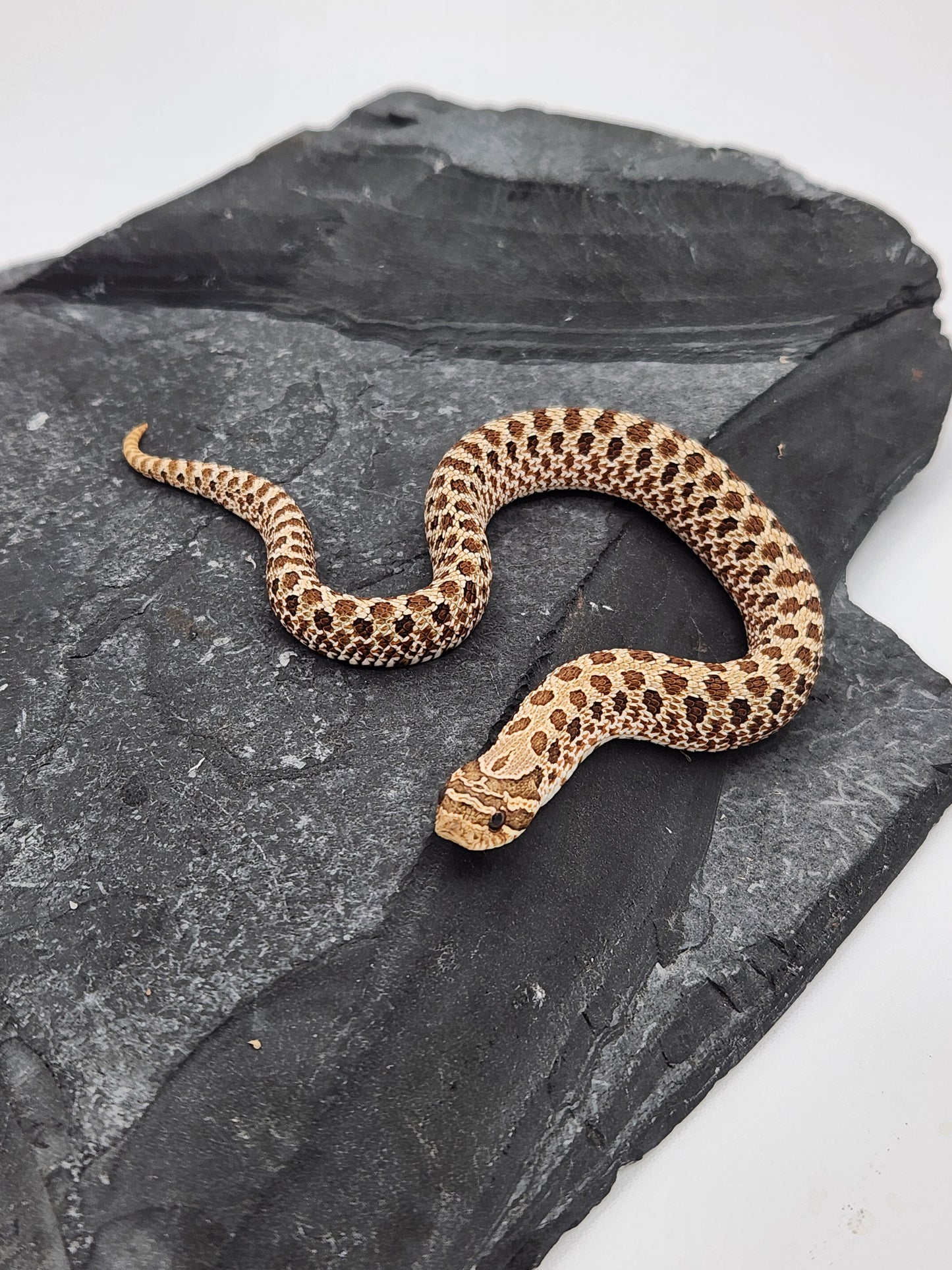 Snake - Hognose - Normal Het PPA 1 - Female