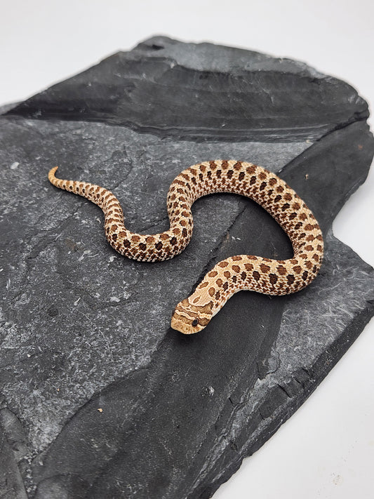 Snake - Hognose - Normal Het PPA 1 - Female