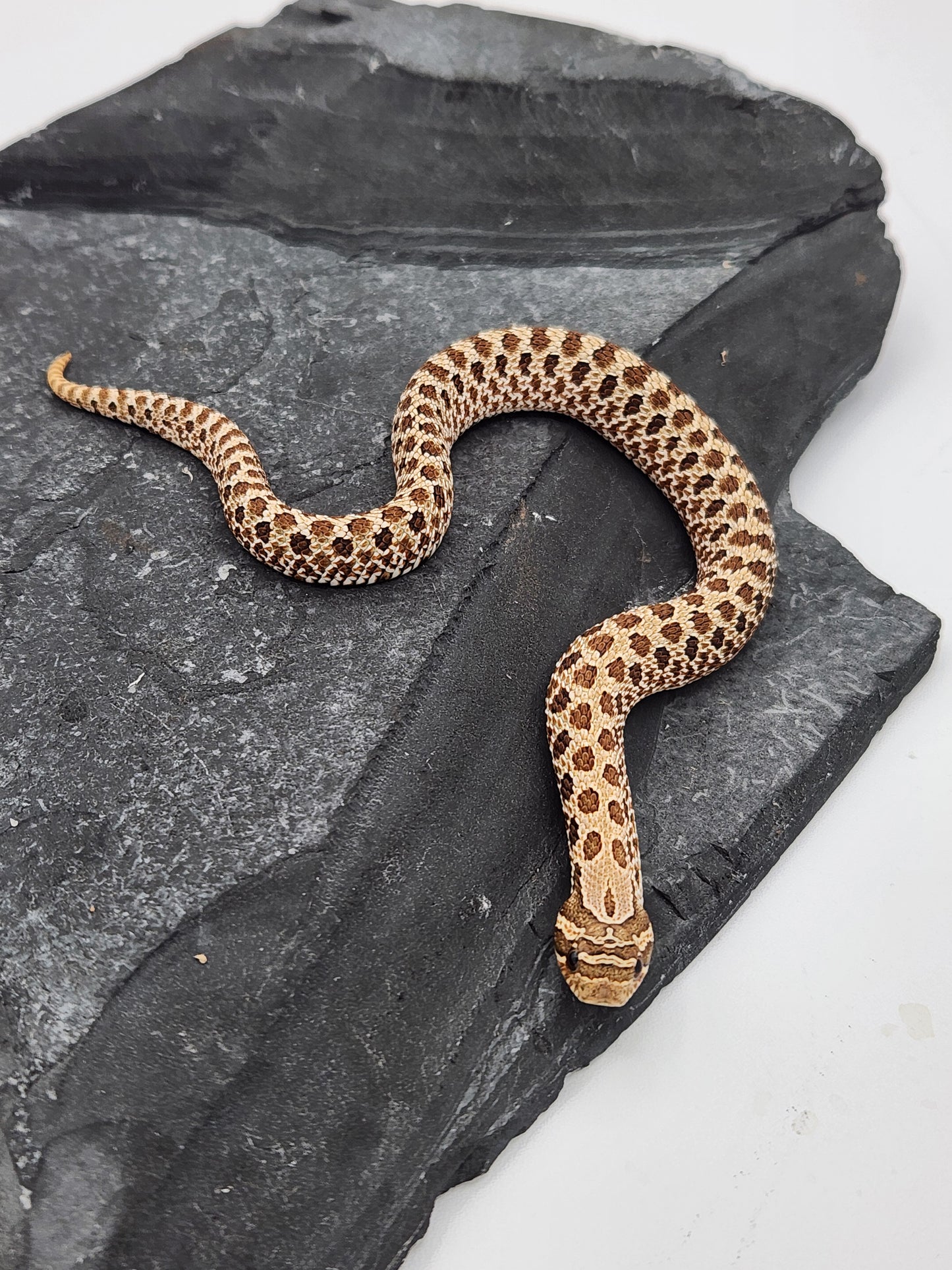 Snake - Hognose - Normal Het PPA 1 - Female