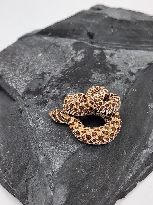 Snake - Hognose - Normal Het PPA 2 - Female