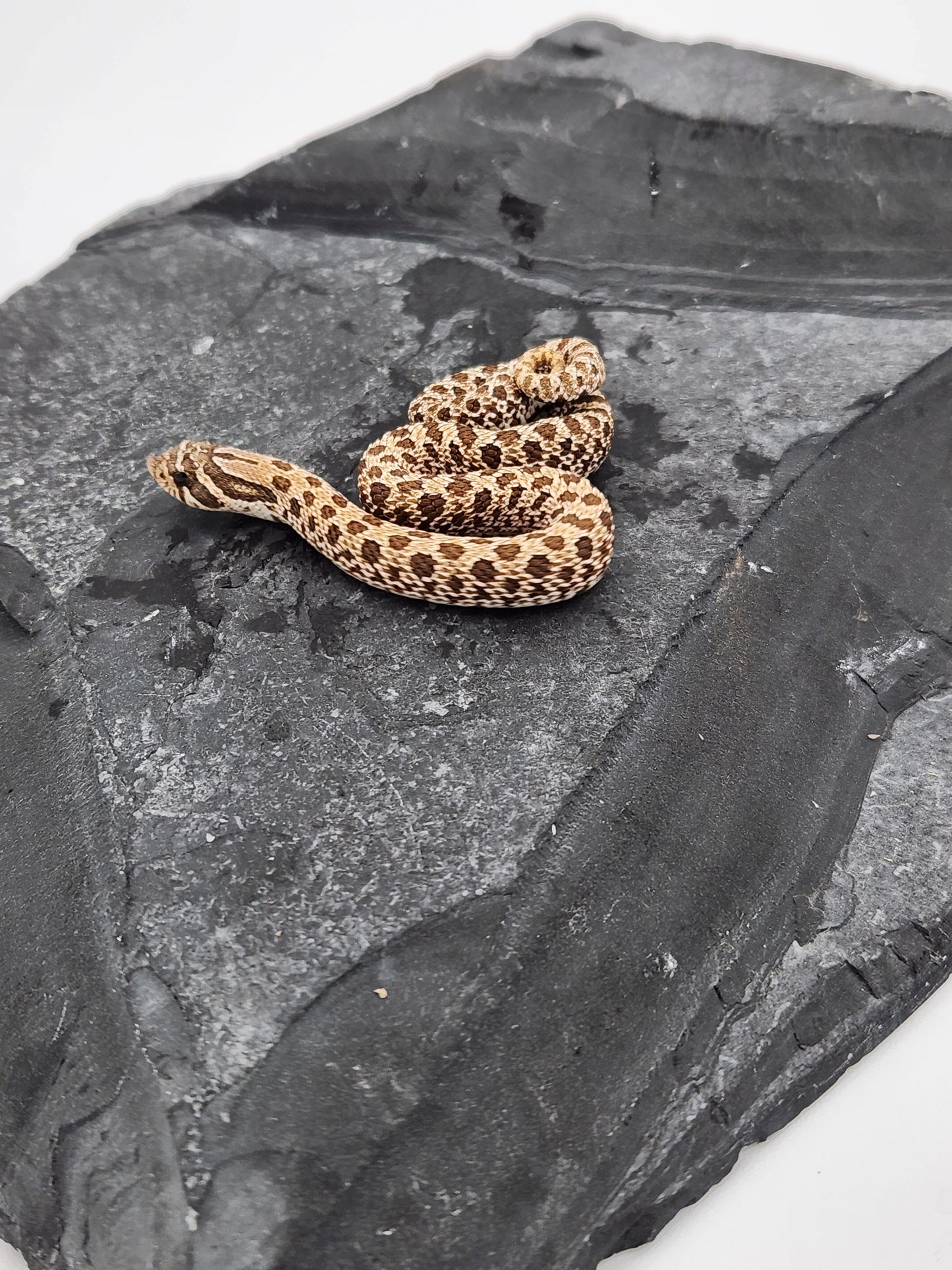 Snake - Hognose - Normal Het PPA 2 - Female