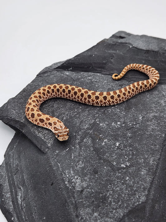 Snake - Hognose - Normal Het PPA - Male