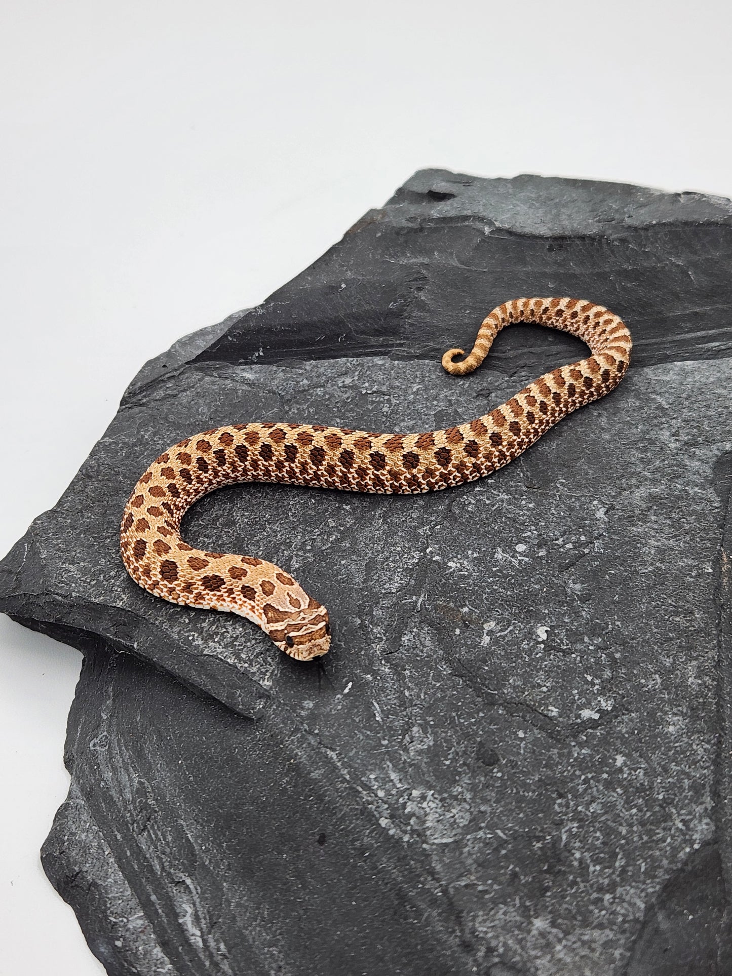 Snake - Hognose - Normal Het PPA - Male