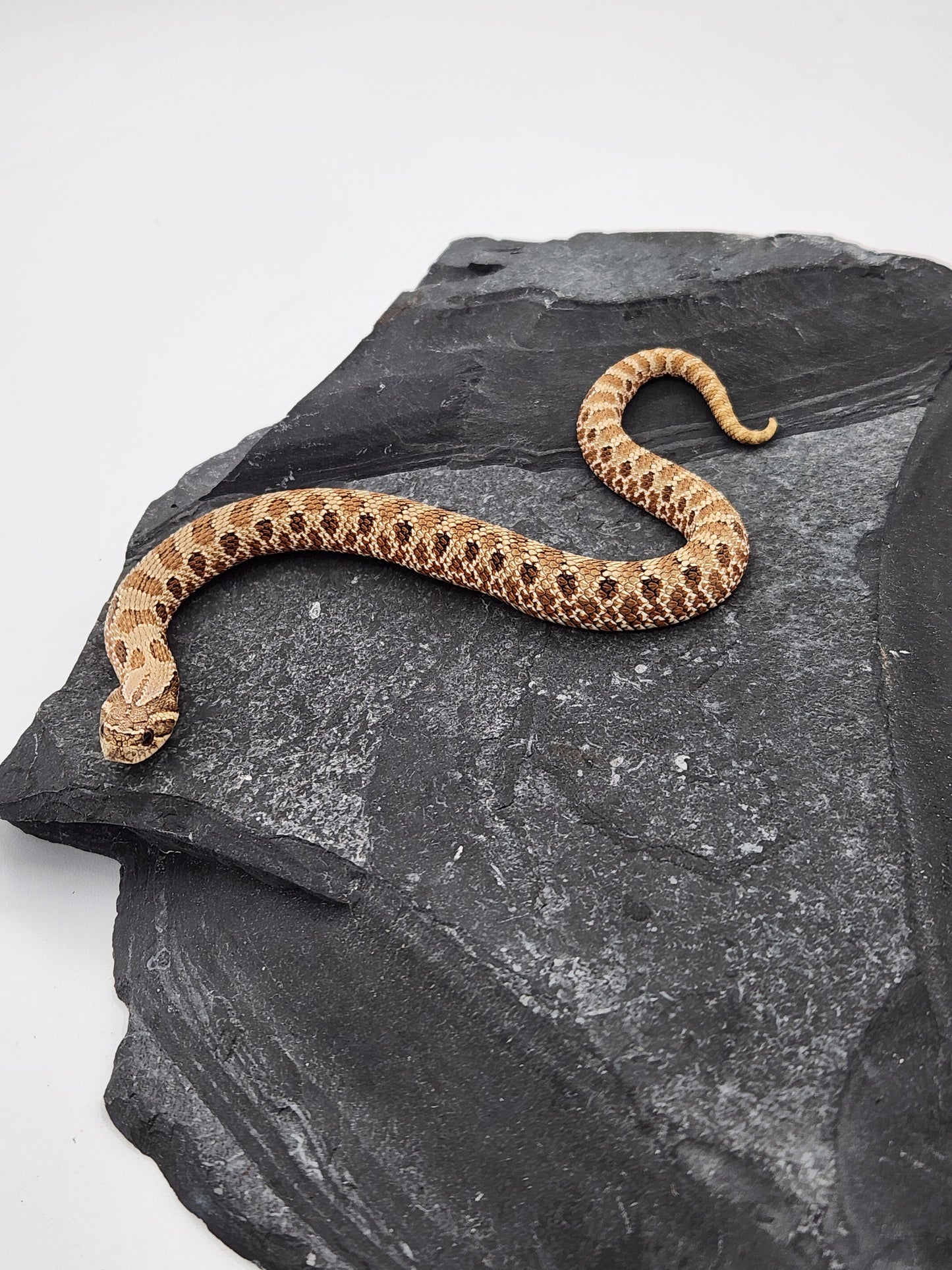 Snake - Hognose - Normal Het Coral - Male