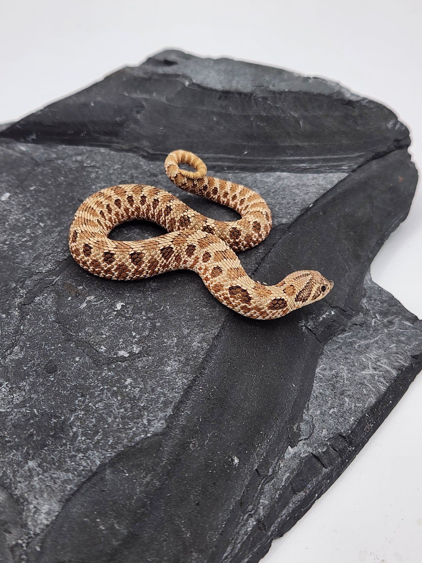 Snake - Hognose - Normal Het Coral - Male
