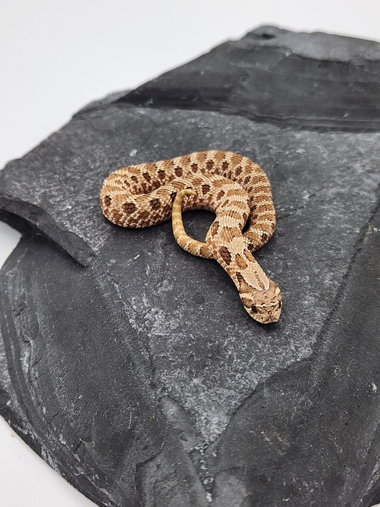 Snake - Hognose - Normal Het Coral - Male