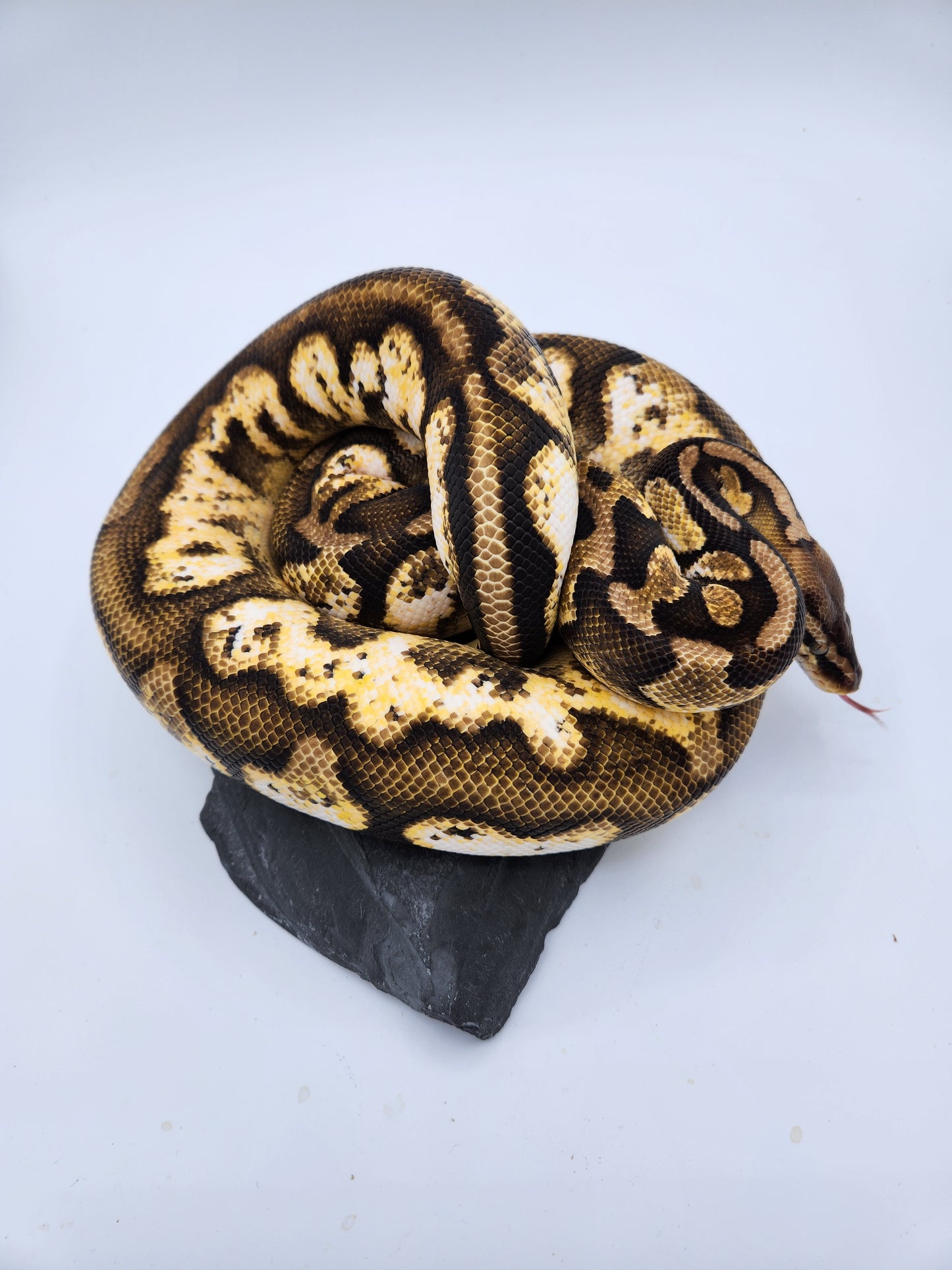 Snake - Ball Python - Calico Pastel - Proven Female - "Tinkerbell"