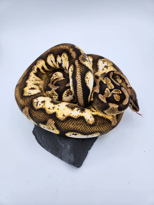 Snake - Ball Python - Calico Pastel - Proven Female - "Tinkerbell"