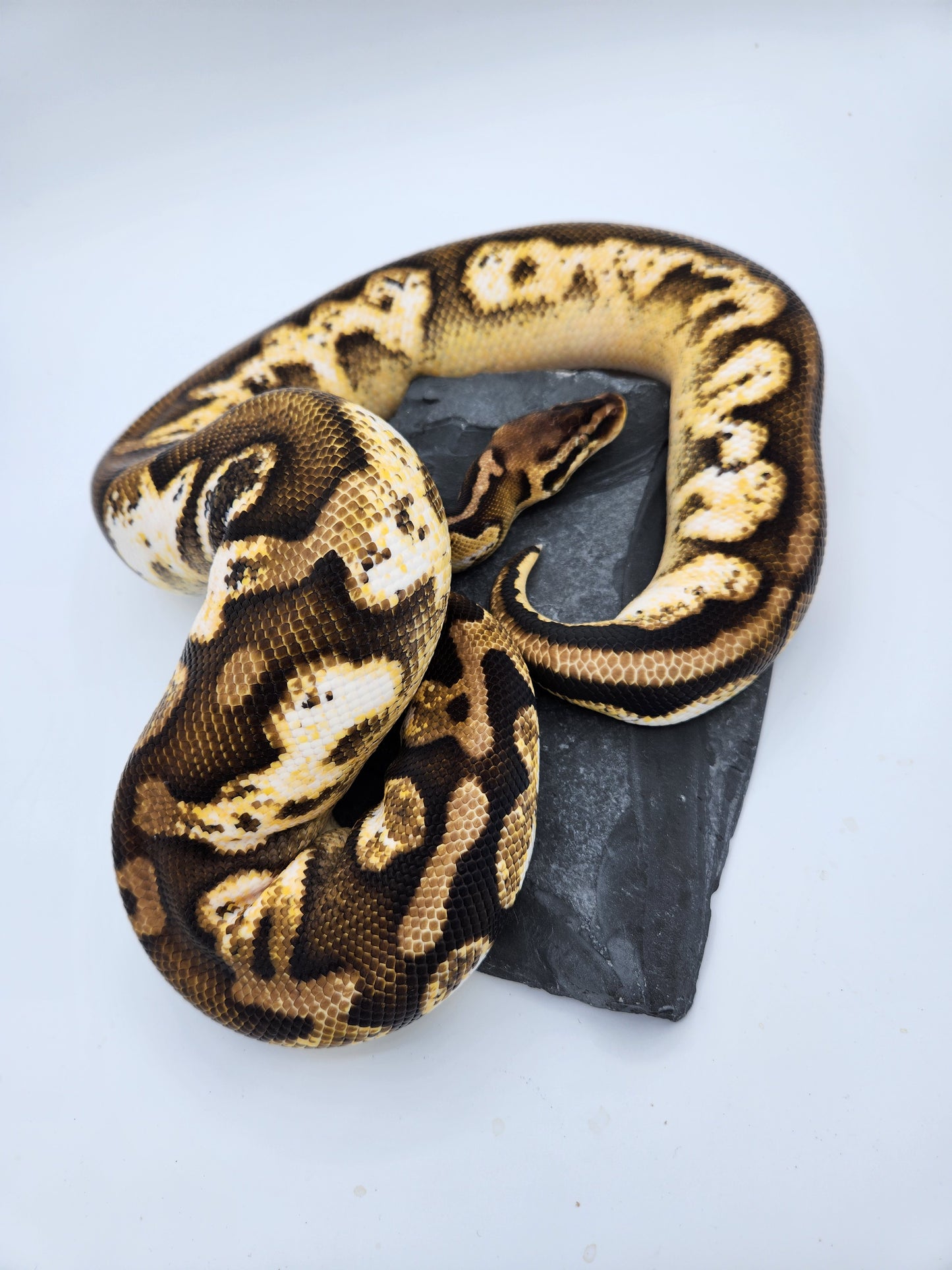 Snake - Ball Python - Calico Pastel - Proven Female - "Tinkerbell"