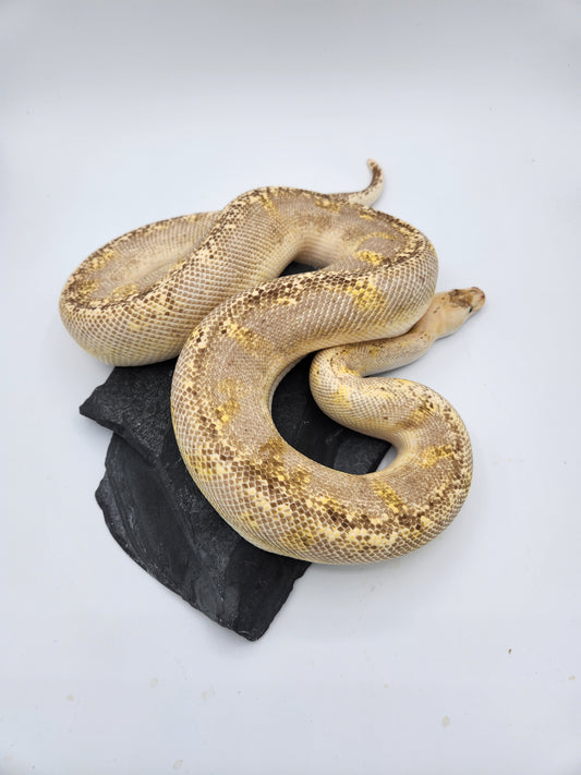 Snake - Ball Python - Champagne Pewter - Male - "Luka"