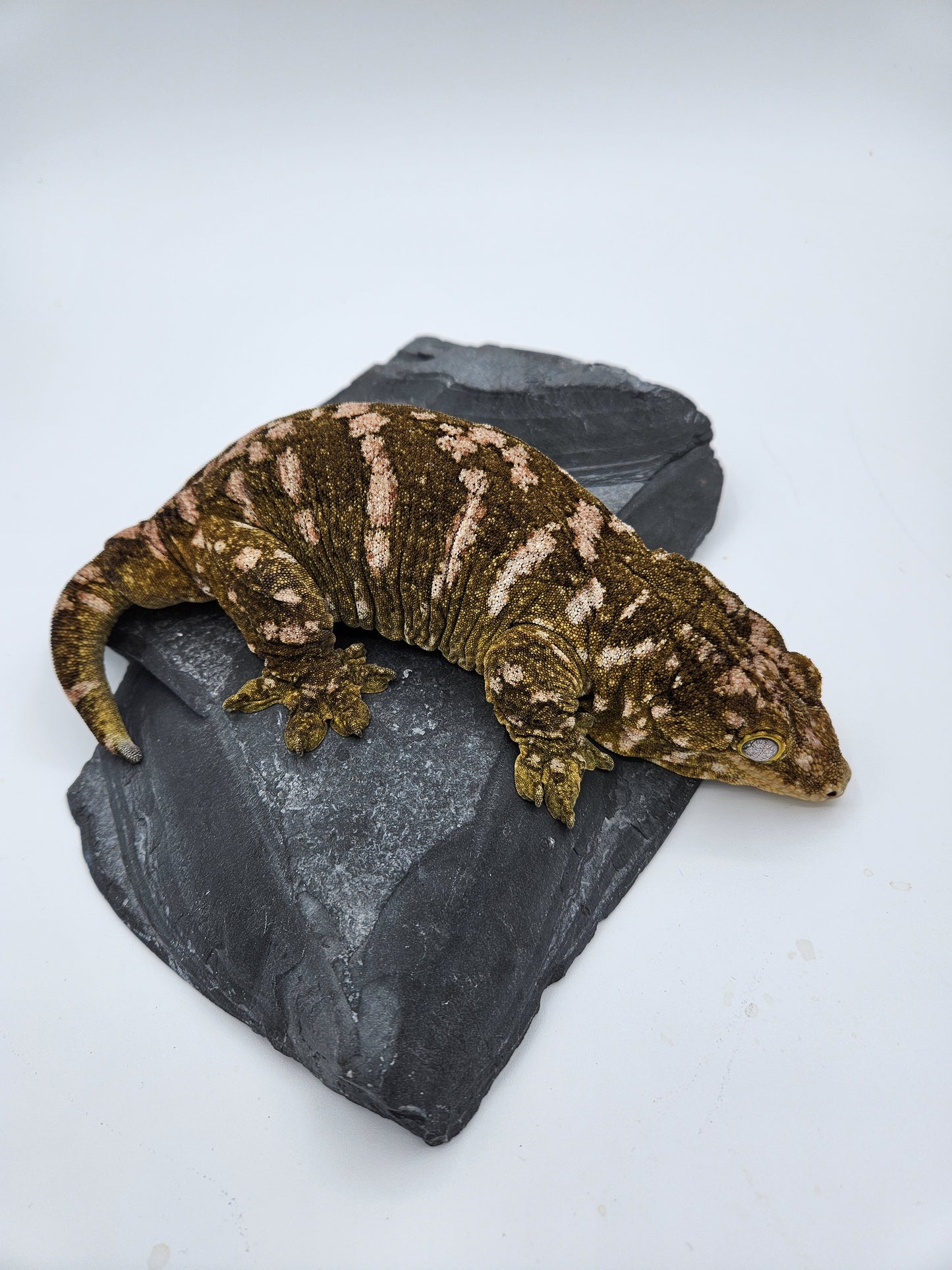 Leachie Gecko - Pure Moro Adult - Female - "Piglett"