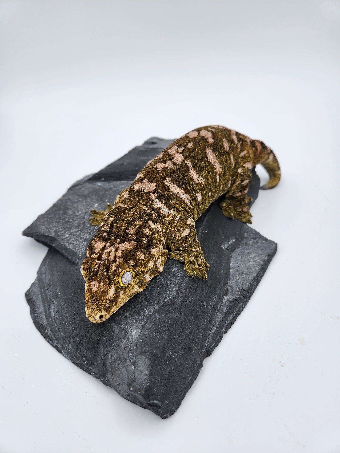Leachie Gecko - Pure Moro Adult - Female - "Piglett"