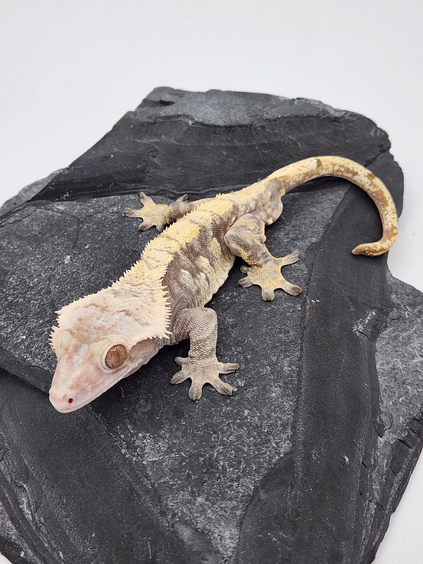 Crested Gecko - Gunther - Male