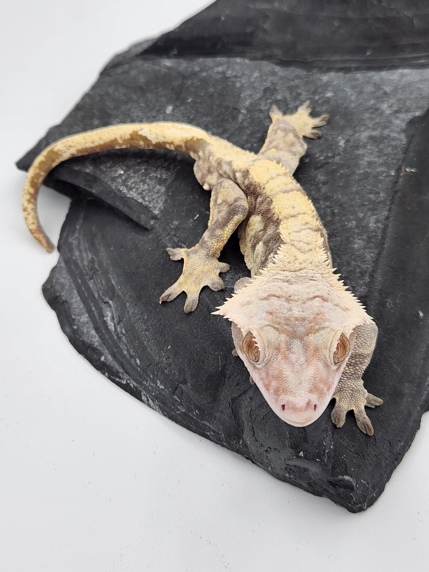 Crested Gecko - Gunther - Male