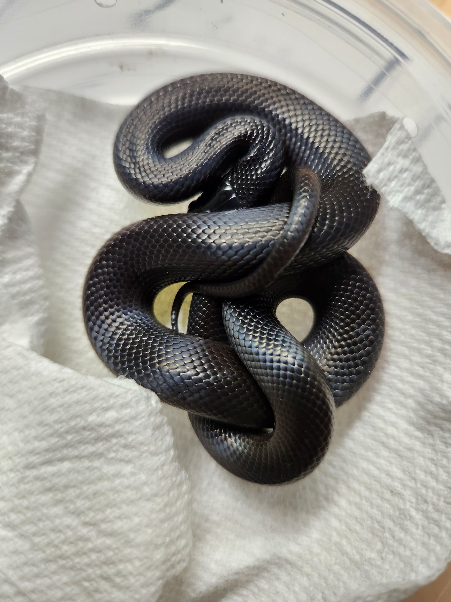 Snake - Mexican Black Kingsnake - Unsexed