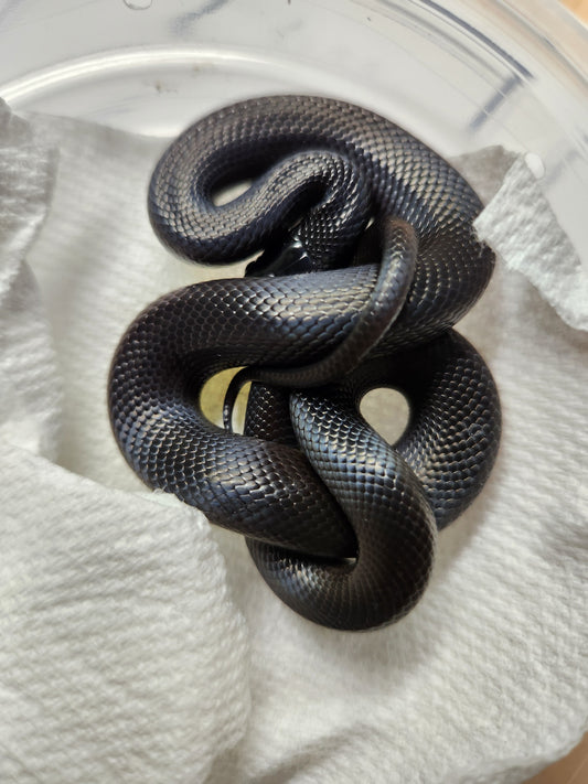 Snake - Mexican Black Kingsnake - Unsexed