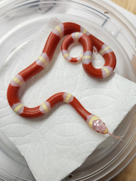 Snake - Nelson's Milksnake - Albino - Unsexed
